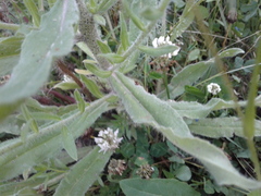 Echium vulgare