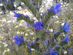 Echium vulgare