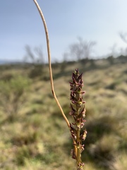 Prasophyllum morganii