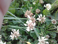 Trifolium repens