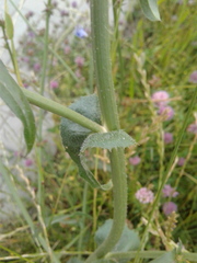 Cichorium intybus