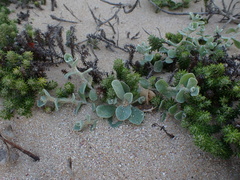 Vellereophyton