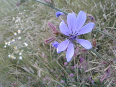 Cichorium intybus