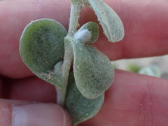 Vellereophyton