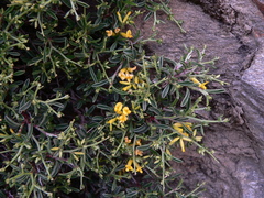 Anthyllis hermanniae corsica