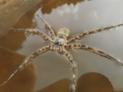 Trechalea bucculenta