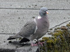 Columba palumbus