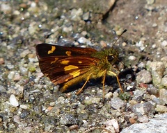 Dalla scylla