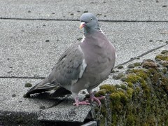 Columba palumbus