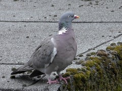 Columba palumbus