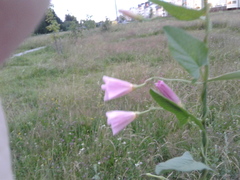 Convolvulus arvensis