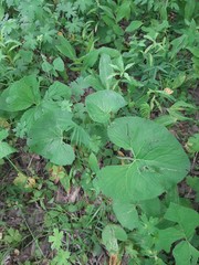 Ligularia fischeri