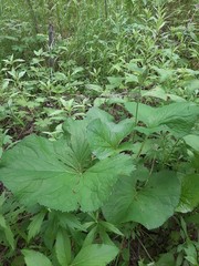 Ligularia fischeri