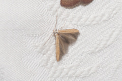 Batrachedra pinicolella