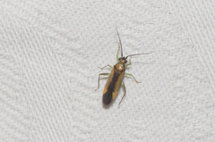 Orthotylus submarginatus