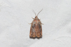 Archips oporana