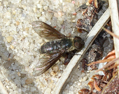 Chrysanthrax vanus