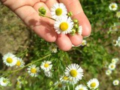 Erigeron annuus