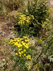 Tanacetum vulgare
