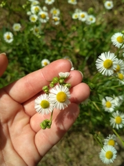 Erigeron annuus