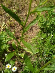 Erigeron annuus