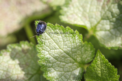 Sehirus cinctus albonotatus