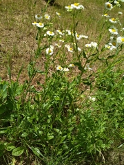Erigeron annuus