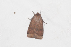 Abagrotis