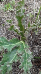 Lichtensteinia lacera