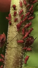 Uroleucon nigrotuberculatum