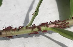 Uroleucon nigrotuberculatum