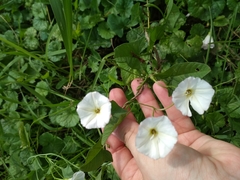 Convolvulus arvensis
