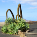 Swan-neck Agave - Photo (c) 
H. Zell, some rights reserved (CC BY-SA)