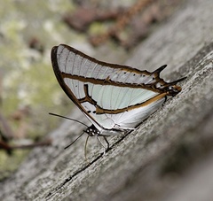 Polyura eudamippus