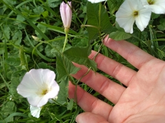 Convolvulus arvensis