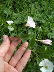 Convolvulus arvensis