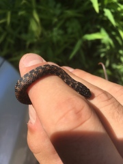 Clonophis kirtlandii