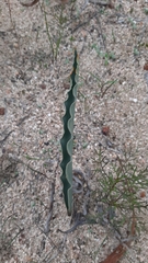 Eriospermum lanceifolium