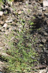 Galium tenuissimum