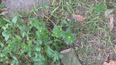 Matricaria discoidea