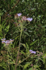 Chromolaena iridolepis