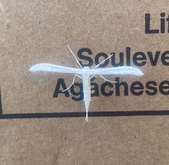 Hellinsia homodactylus