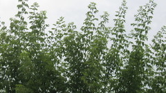 Acer negundo