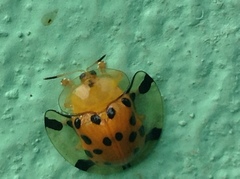 Aspidimorpha miliaris