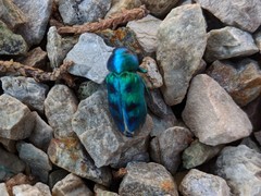 Sphaerobothris ulkei