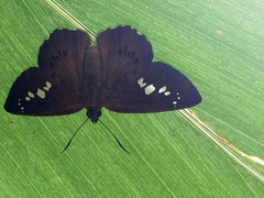 Seseria formosana
