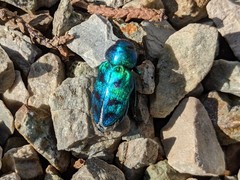 Sphaerobothris ulkei