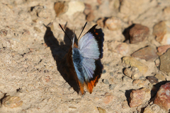 Chrysoritis uranus uranus