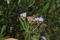 Chromolaena iridolepis