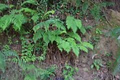 Dryopteris affinis